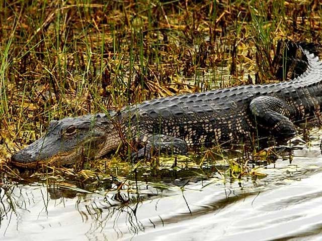 Tìm diệt cá sấu lớn lượn lờ trên sông Soài Rạp