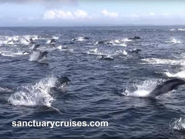8 cá voi sát thủ truy sát nghìn cá heo