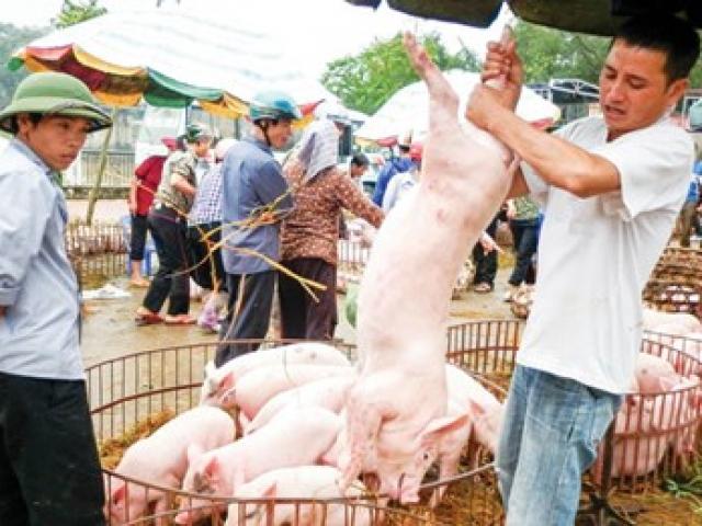 Thị trường - Tiêu dùng - Ồ ạt xuất khẩu lợn sang TQ: Coi chừng "dội biên" như dưa hấu