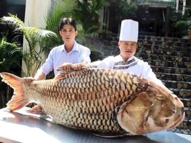Thị trường - Tiêu dùng - Cá hô "khủng” hơn 1 tạ ở Campuchia về nhà hàng Sài Gòn