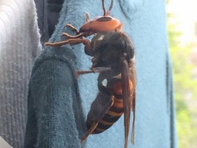 Thế giới - Bắt được "ong quái vật" dài 8cm ở Nhật