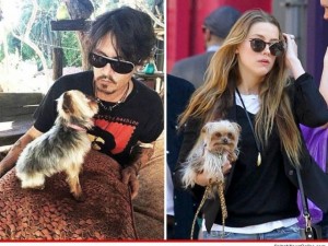 Ngôi sao điện ảnh - Johnny Depp và vợ xin lỗi vì mang chó trái phép vào Úc