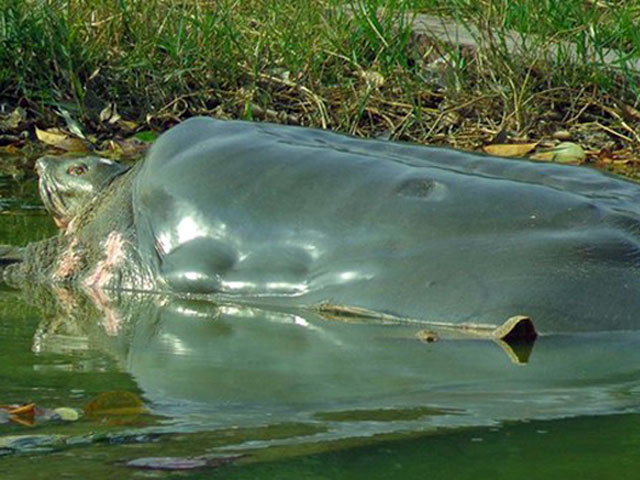 Tin tức trong ngày - Không còn cơ hội nhân bản "cụ" rùa Hồ Gươm