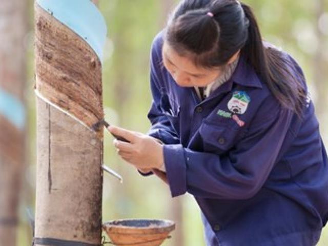 Tài chính - Bất động sản - HAGL tuyển dụng hàng ngàn lao động sang Lào, Campuchia