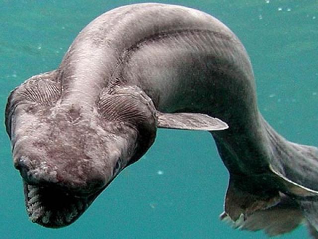 Phi thường - kỳ quặc - 10 loài cá mập có hình thù kỳ lạ nhất thế giới