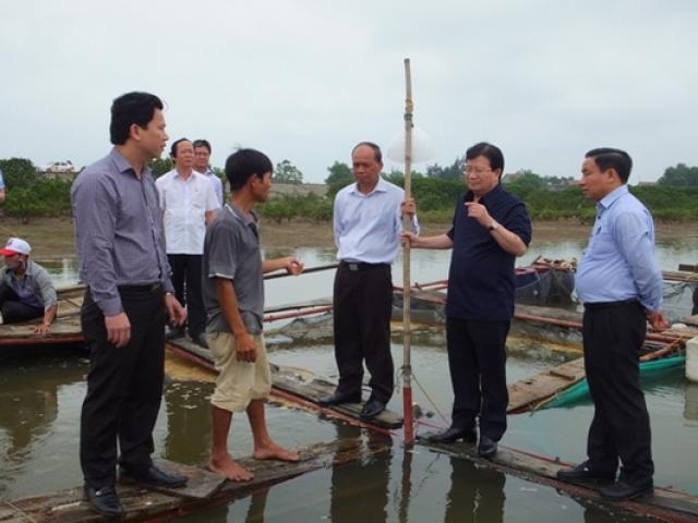 Tin tức trong ngày - Có thể thuê nước ngoài tìm nguyên nhân cá chết hàng loạt