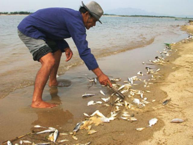 Tin tức trong ngày - Vụ cá chết bất thường: Thủ tướng chỉ đạo hỗ trợ ngư dân