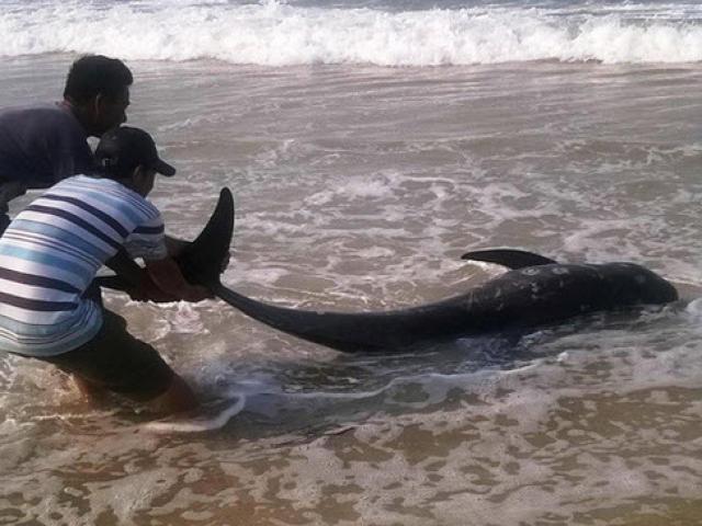 Tin tức trong ngày - Thêm 5 thợ lặn ở vùng biển Formosa vào viện