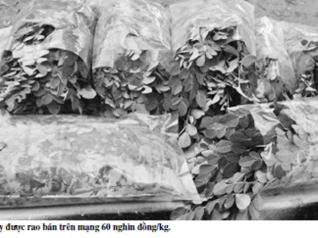 Thị trường - Tiêu dùng - Quảng cáo chữa bách bệnh, rau chùm ngây lại "sốt xình xịch"