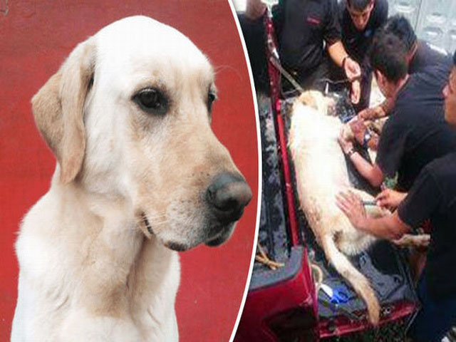 Chú chó cứu hộ chết vì kiệt sức sau khi cứu 7 người