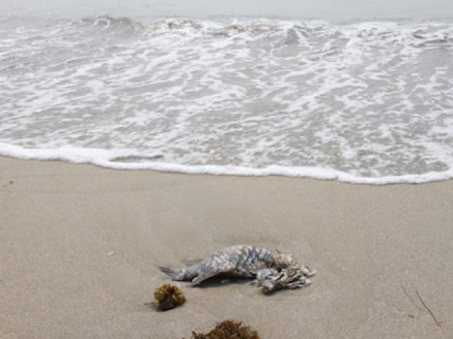 Tin tức trong ngày - Cá chết dạt biển Đà Nẵng: Xác nhận... 17 con