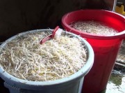 Video An ninh - Làm giá đỗ bằng... thạch cao, hóa chất