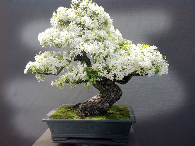 Bạn trẻ - Cuộc sống - 14 cây bon sai đẹp nhất thế giới
