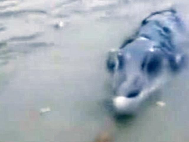 Thế giới - TQ: Câu được cá sấu "lai" cá heo, răng mọc cao quá đầu