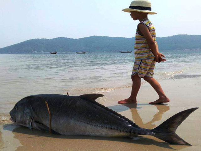 Tin tức trong ngày - Cá tầng đáy ào ạt dạt vào bờ biển Huế