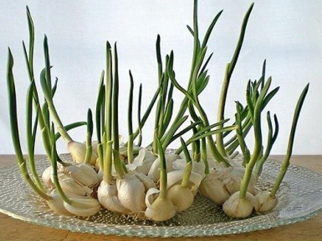 Sức khỏe đời sống - Bài thuốc tuyệt vời chữa viêm phụ khoa từ loại củ siêu rẻ