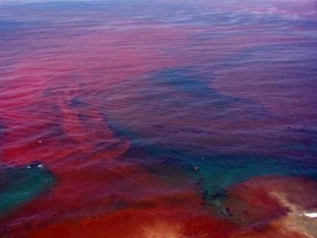 Thế giới - Sự nguy hiểm của thủy triều đỏ