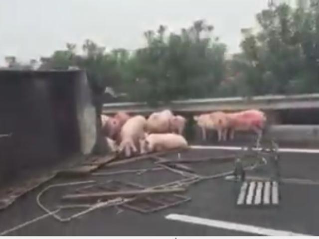 Tin tức trong ngày - Clip: Sau tai nạn, lợn "đi dạo" trên cao tốc Cầu Giẽ-Ninh Bình