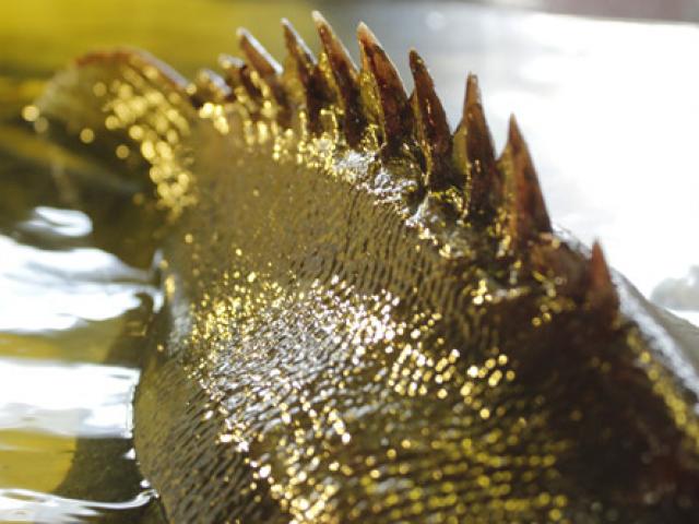 Tin tức trong ngày - Lý lịch những loài cá “khủng” từng “bơi” về Sài Gòn