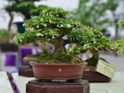 Thị trường - Tiêu dùng - Những cây bonsai tí hon giá hàng trăm triệu