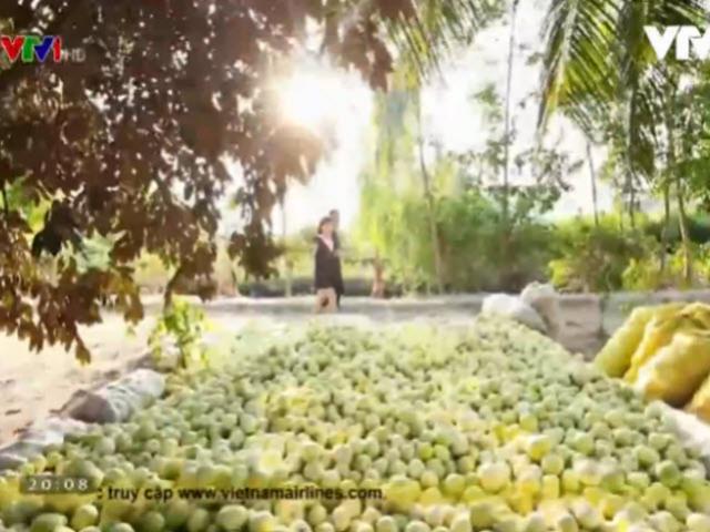 Du lịch - Mùa bông gòn ở Vĩnh Thuận