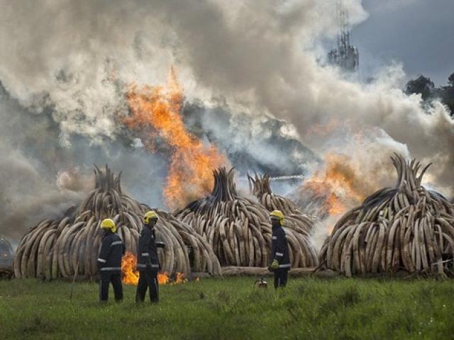 Ảnh: Kenya tẩm xăng đốt 100 tấn ngà voi trị giá 2.200 tỉ