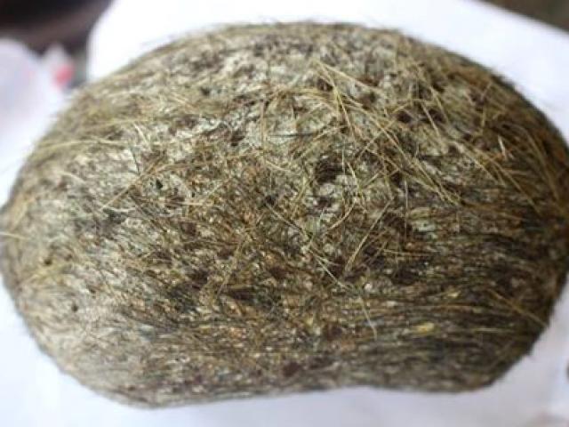 Tin tức trong ngày - Cả làng xôn xao vì phát hiện "vật lạ" trong bao tử heo