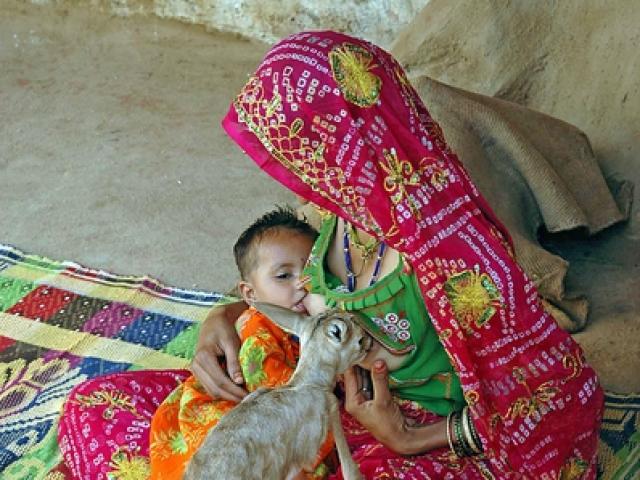 Thế giới - Bà mẹ bỉm sữa cho nai bú như con ở Ấn Độ