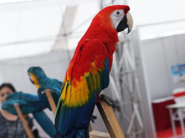 Tin tức trong ngày - Cận cảnh “vẹt nhà giàu” hơn 200 triệu đồng không bán