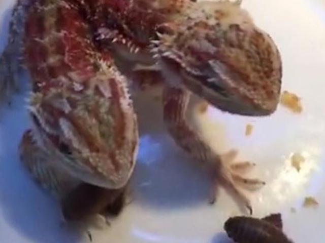 Thế giới - “Quái vật” 2 đầu 6 chân ở Trung Quốc