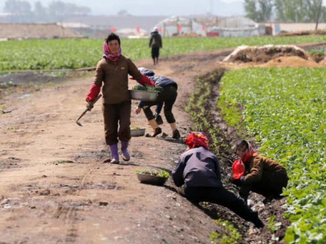 Thế giới - Ảnh: "Đột nhập" mọi chỗ trong nông trường Triều Tiên