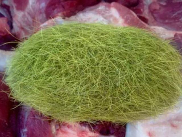 Thế giới - Vật lạ "giá bạc tỉ" trong bụng heo xuất hiện nhiều ở TQ