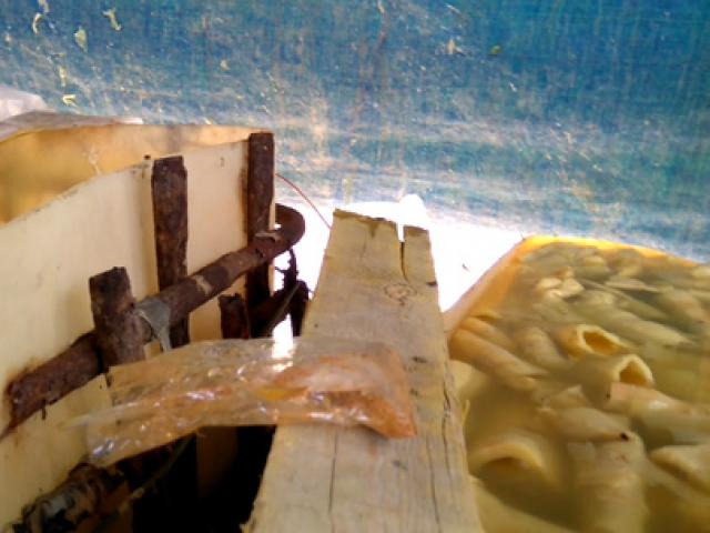 Thị trường - Tiêu dùng - Video clip: Khiếp đảm công nghệ sơ chế măng thối