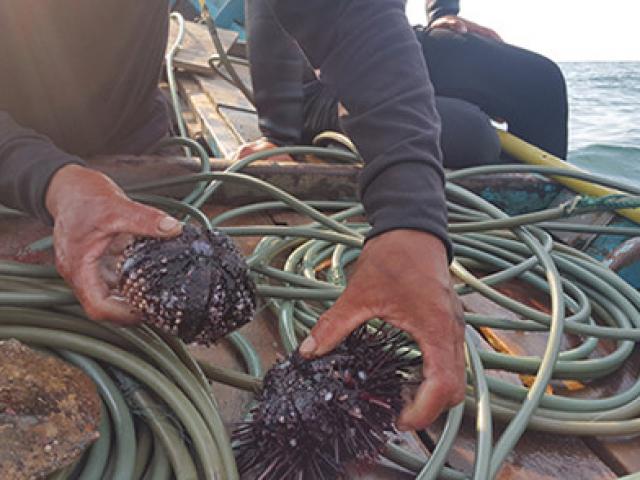 Tin tức trong ngày - Quảng Bình: Rạn san hô gần bờ đang chết