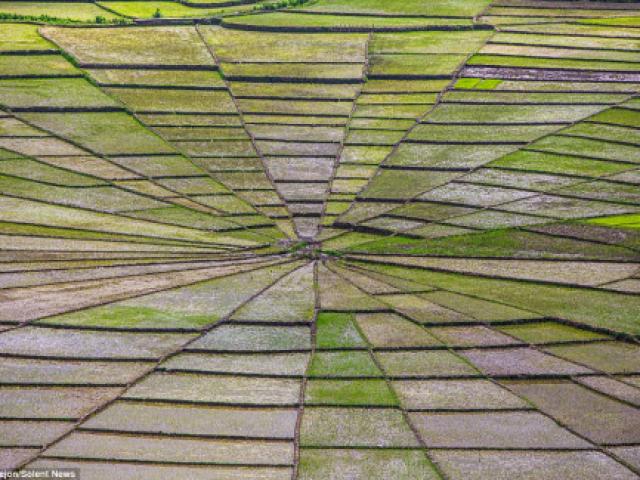 Du lịch - Vẻ đẹp độc đáo của cánh đồng hình lưới nhện ở Indonesia