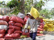 Thị trường - Tiêu dùng - Thái Lan xả kho gạo khổng lồ, gạo Việt &quot;nín thở&quot;