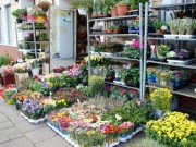 Pháp luật - Bị bắt vì muốn có hoa &quot;chùa&quot; tặng bạn gái
