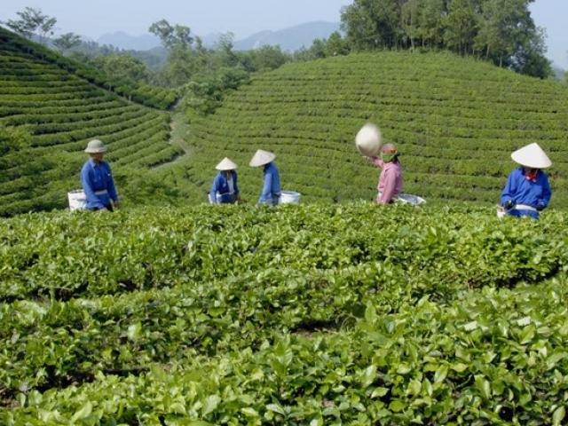 Tin tức trong ngày - Tạm giữ đối tượng chém phóng viên VTV