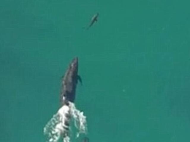 Video: Cá heo truy đuổi, ngoạm chết cá voi sát thủ