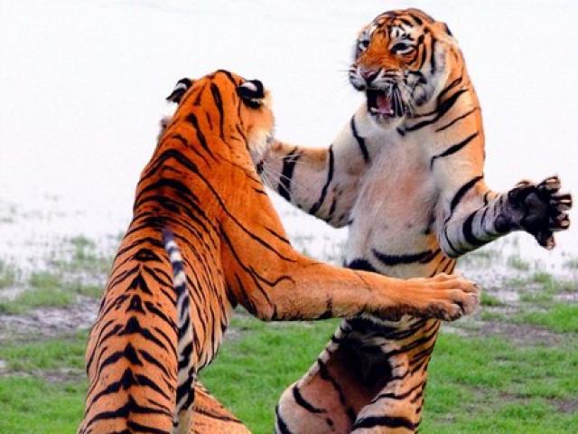Thế giới - Hổ đứng thẳng 2 chân đánh nhau như phim chưởng