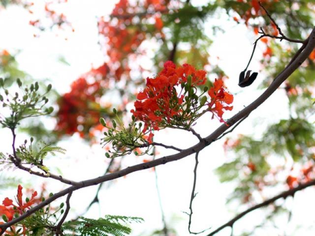 Tin tức trong ngày - Ngẩn ngơ ngắm hoa phượng nở rực trời Hà Nội đầu hè