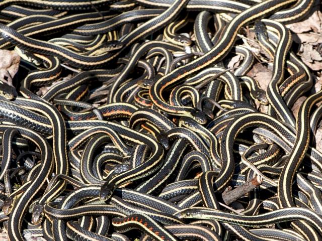 Kinh sợ 75.000 con rắn ken dày như thảm mùa giao phối