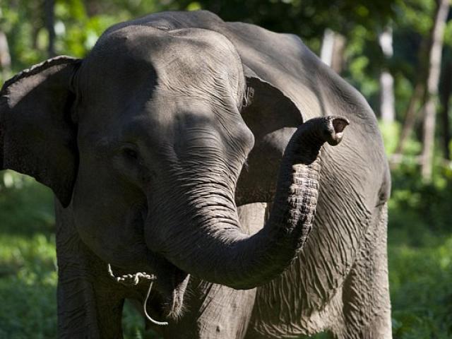 Du lịch - Indonesia: Chụp ảnh, một phụ nữ bị voi giày chết