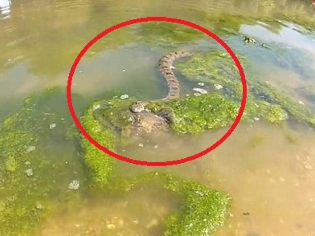 Thế giới - Rắn vật lộn nuốt cá trê to gấp 3 lần cơ thể