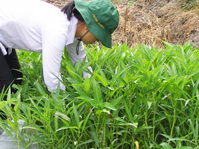 Thị trường - Tiêu dùng - Hết thời người trồng rau bán riêng, rau ăn riêng?