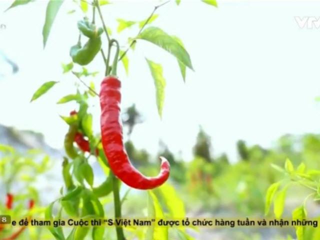 Du lịch - Ngôi làng "thích ăn ớt" ở xứ nóng Quảng Trị