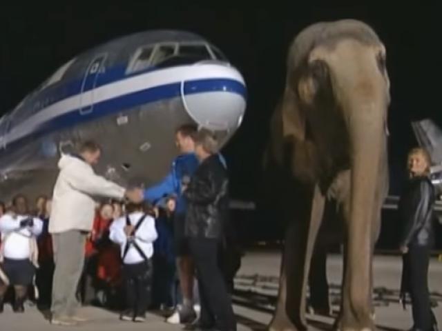 Thể thao - Siêu VĐV đấu quái thú: 1 voi đo ván 44 người lùn (P3)