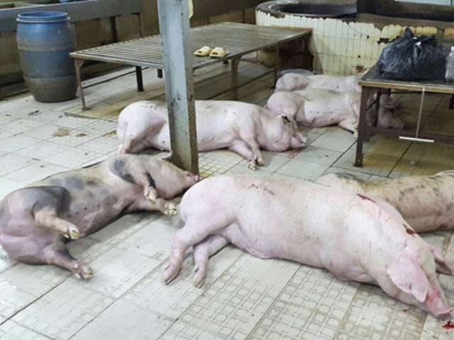 Tin tức trong ngày - Phát hiện 624 con heo bụng no nước, đi không vững