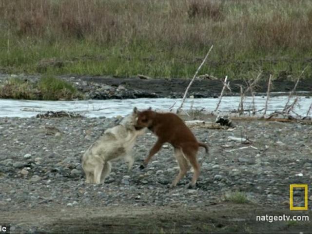 Thế giới - Video: Bò rừng 7 ngày tuổi đánh bại chó sói đói