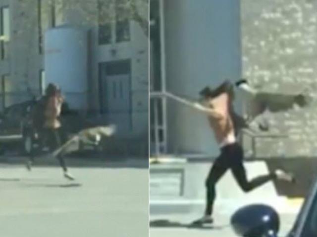 Thế giới - Video: Cô gái khóc thét vì bị ngỗng bay lên mổ vào mặt